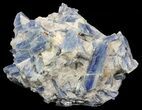 Vibrant Blue Kyanite Crystal In Quartz - Brazil #56923-1